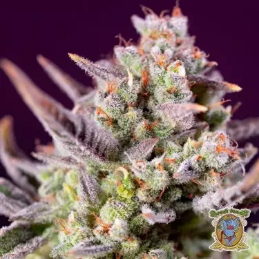 Sweet Zenzation XL Autoflwering - GB The Green Brand