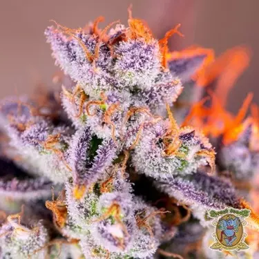 Tropicanna Poison XL Autoflorescente - GB The Green Brand