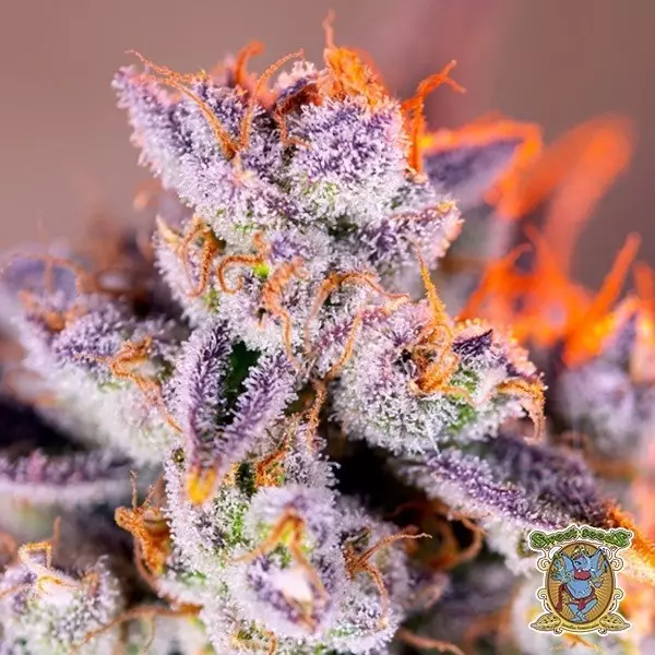 View Tropicanna Poison XL Auto