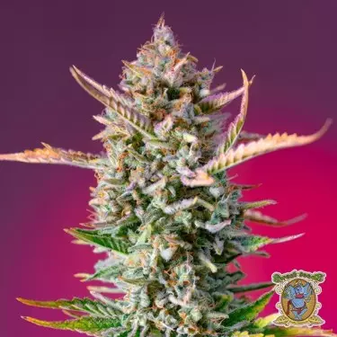 Sementes Gorilla Sherbet F1 Versão rápida - GB The Green Brand