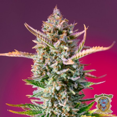 Semillas Gorilla Sherbet F1 Fast Version - GB The Green Brand