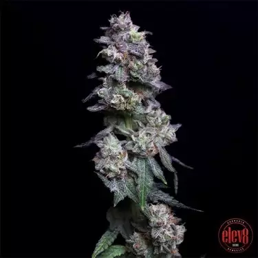 Maçã Assada Cerejas por Elev8 Sementes - GB A Marca Verde