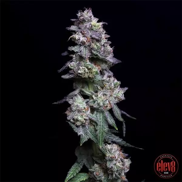 View Maçã Assada Cerejas por Elev8 Sementes - GB A Marca Verde