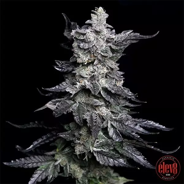 View Granny's Apple Fritter by Elev8 Seeds - GB The Green Brand