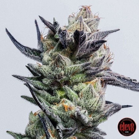 Huckleberry Punch de Elev8 Seeds  - GB The Green Brand