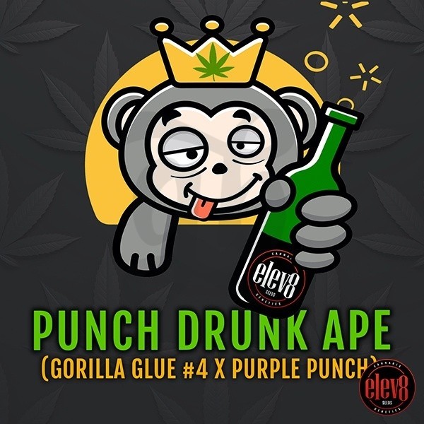 Punch Drunk Ape d'Elev8 Seeds