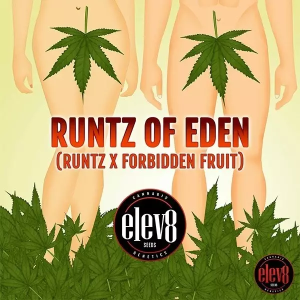 Runtz de Eden Elev8 Sementes - GB A Marca Verde