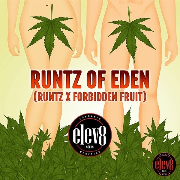 Runtz of Eden semillas de Elev8 Seeds  - GB The Green Brand