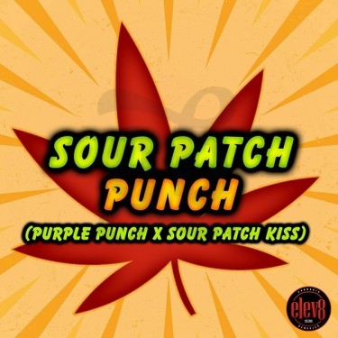Plante de cannabis Sour Patch Punch