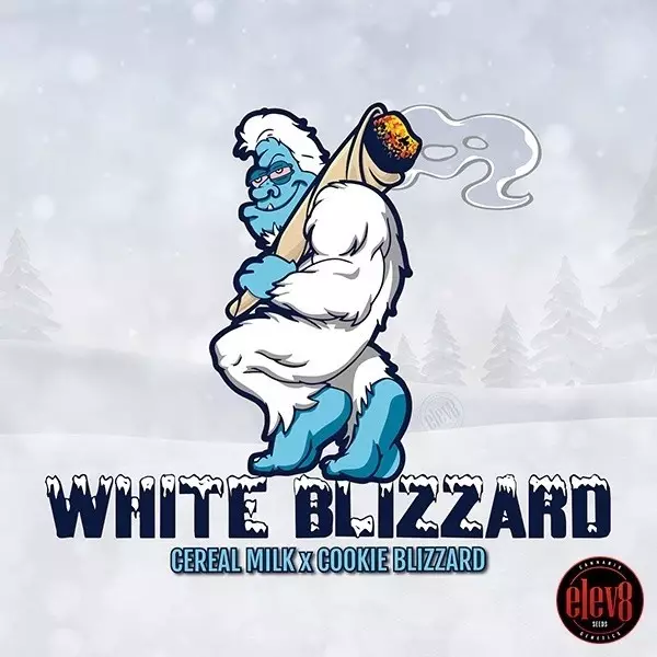 White Blizzard Elev8 Sementes - GB A marca verde
