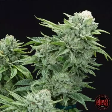 Elev8 Sementes Glue 4 S1 Gorilla - GB A marca verde