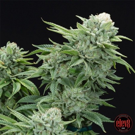Gorilla Glue 4 S1 de Elev8 Seeds  - GB The Green Brand