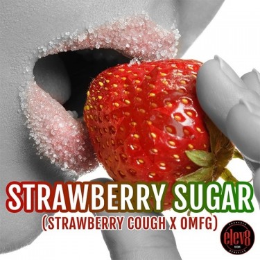 Strawberry Sugar  de Elev8 Seeds  - GB The Green Brand