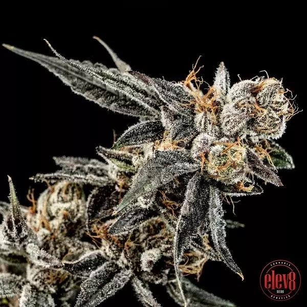 View Gelato Punch semillas de Elev8 Seeds - GB The Green Brand