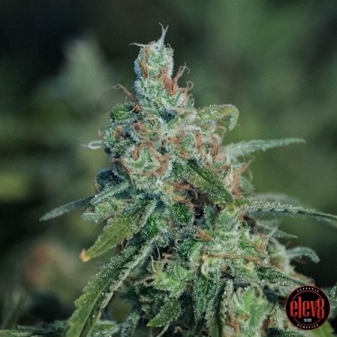 M2 Elev8 Plante de cannabis