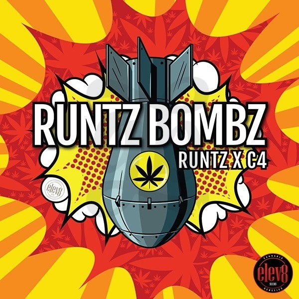 Plante de cannabis Runtz Bombz