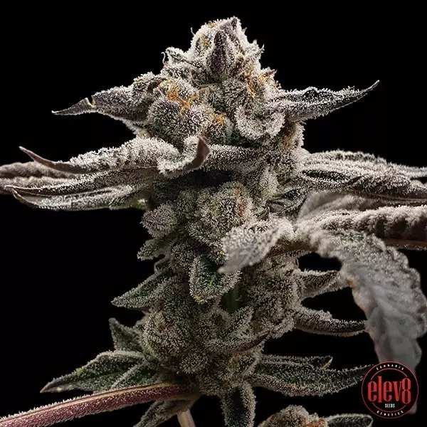 View Tangie Candie semillas de Elev8 Seeds - GB The Green Brand