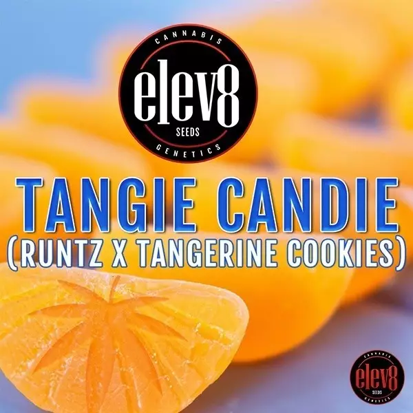 Tangie Candie Elev8 Sementes - GB A Marca Verde