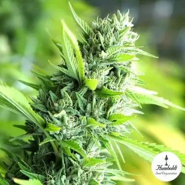 Banana Sapphire de Humboldt Sementes - GB A Marca Verde