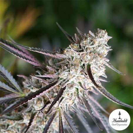 Florida Gaspack de Humboldt Seeds - GB The Green Brand