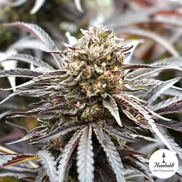 Ghost of NYC de Humboldt Seeds - GB The Green Brand