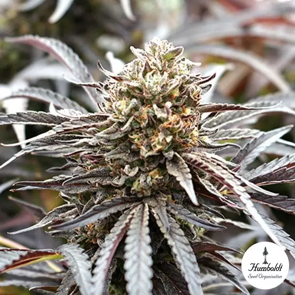 View Fantasma de NYC por Humboldt Seeds - GB A marca verde