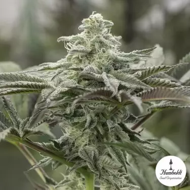 Lemon Citron de Humboldt Seeds - GB The Green Brand