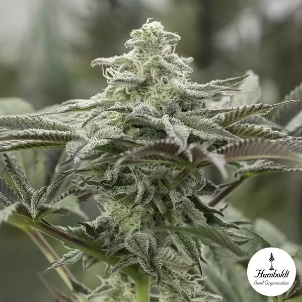 View Lemon Citron de Humboldt Seeds - GB The Green Brand