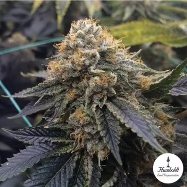Sapphire OG por Humboldt Seeds - GB A marca verde