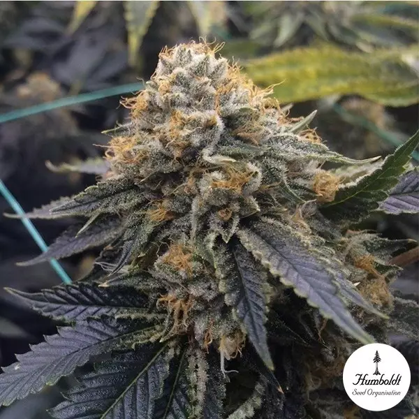 View Sapphire OG de Humboldt Seeds - GB The Green Brand