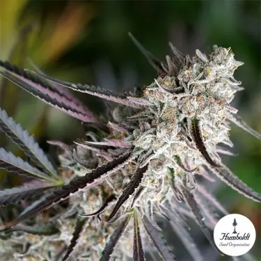 Peanut Butter Breath Fast Flowering - GB A marca verde