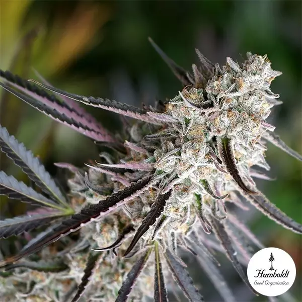 View Peanut Butter Breath Fast Flowering - GB A marca verde