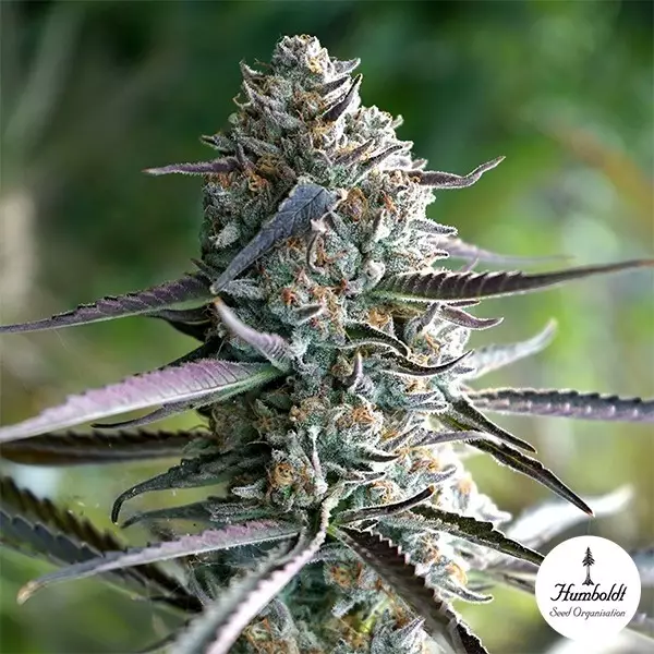 View Runtz Fast Flowering de Humboldt Seeds - GB The Green Brand