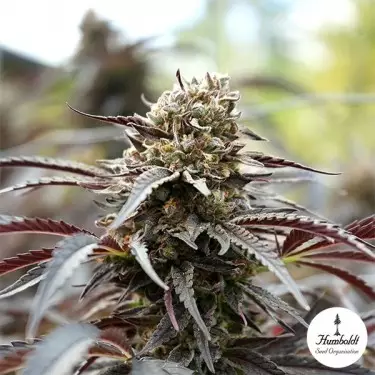 Branco Runtz floração rápida