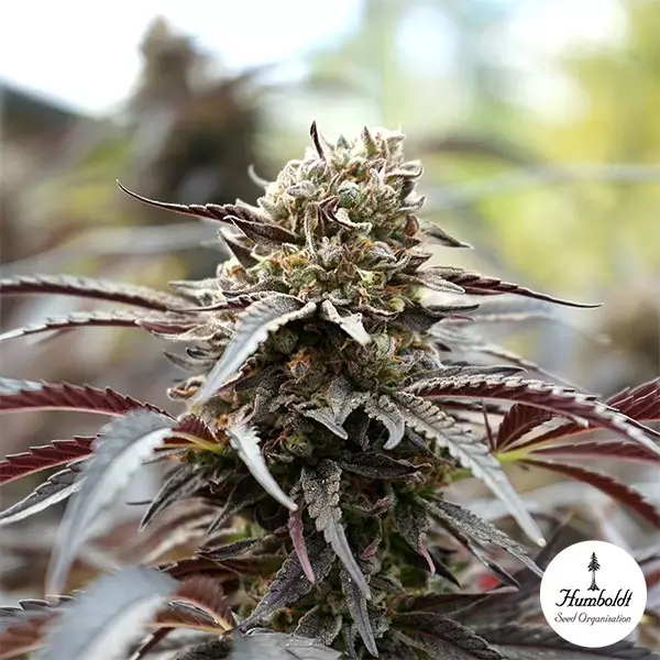 View White Runtz Fast Flowering