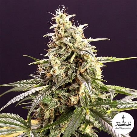 Semillas Chem Bomb Autofloreciente - GB The Green Brand