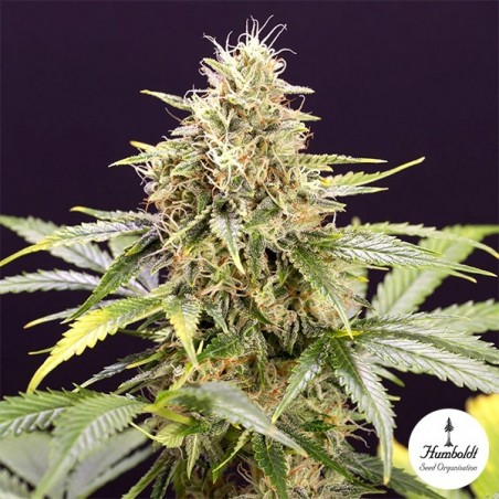 Planta de marihuana Chocolate Mint OG Auto