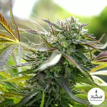 Pineapple Chem Auto Humboldt Seeds - GB The Green Brand