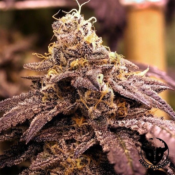 Planta de marihuana Rare Darkness