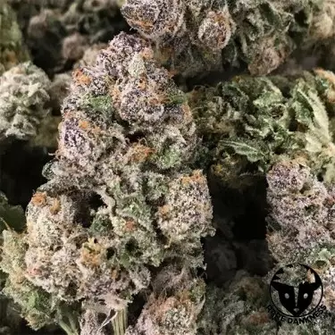 Trem de fantasma escuro Marijuana Planta