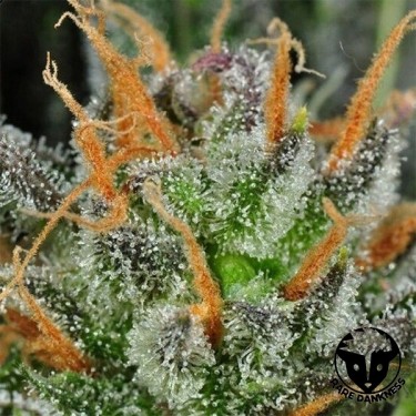 Karma Bitch planta de maconha