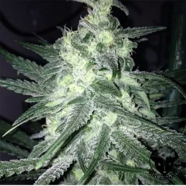 Planta de maconha Ghost Train da Moonshine