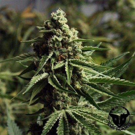Planta de marihuana Ghost Train Haze