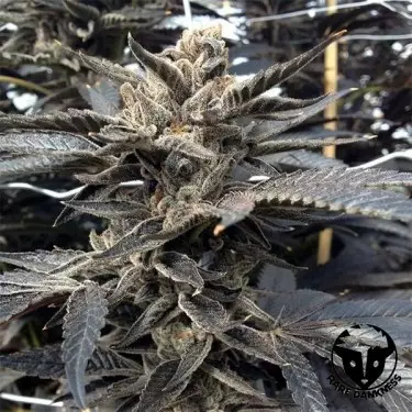 Planta de marihuana Star Killer OG