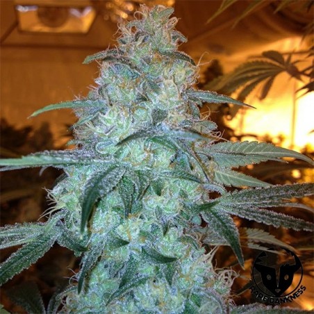 Planta de marihuana Rug Burn OG