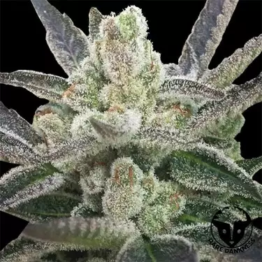 Planta de maconha hindu rara