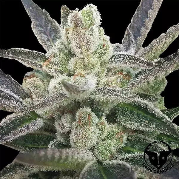 Planta de maconha hindu rara