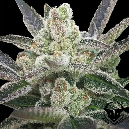 Planta de marihuana Rare Hindu