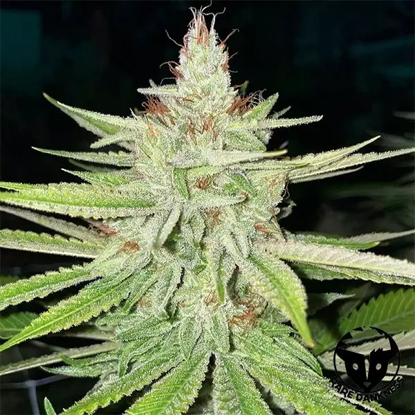 Planta de maconha de milho