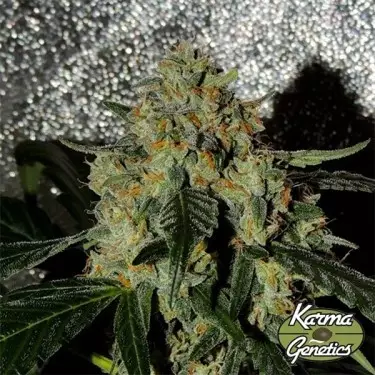 Planta de marihuana Karma OG Jack